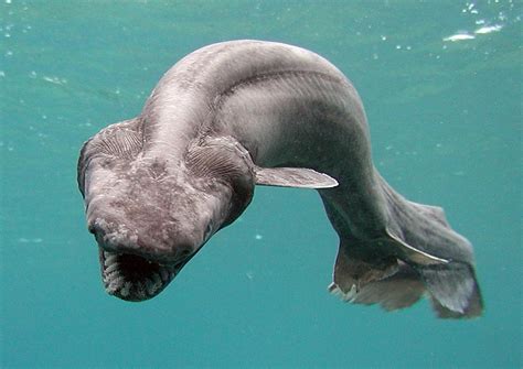 Cyclops Shark: Scientists Confirm That Discovery Of One.